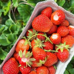 Schale voll roter Erdbeeren